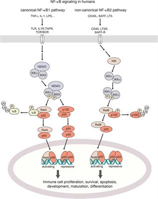 Human NF-κB1 Haploinsufficiency and Epstein–Barr Virus-Induced Disease—Molecular Mechanisms and Consequences